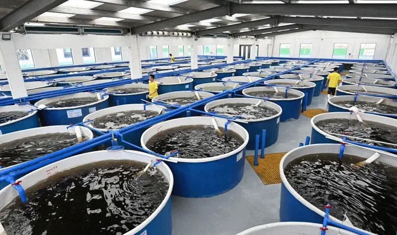 fish farming